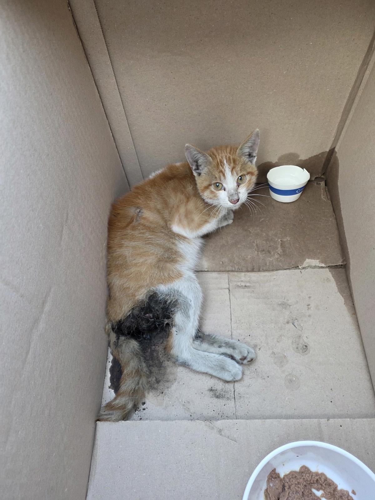 부산동물보호센터_426332202500826